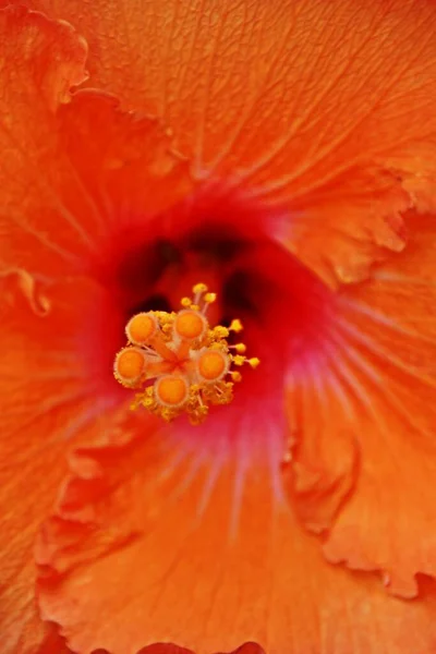 Gros Plan Une Belle Fleur Hibiscus Orange — Photo