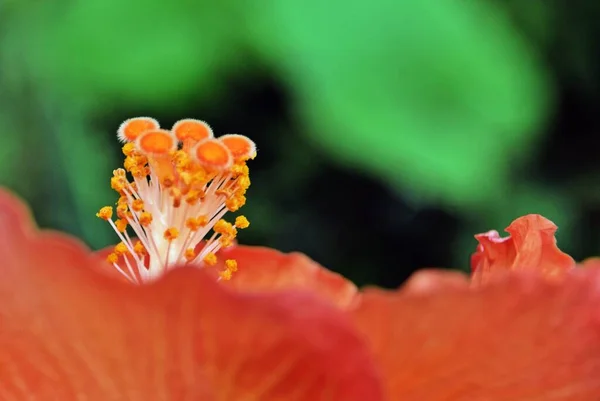 Primer Plano Una Hermosa Flor Hibiscus Naranja — Foto de Stock