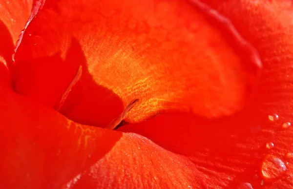 赤いカンナユリの花を閉じて — ストック写真