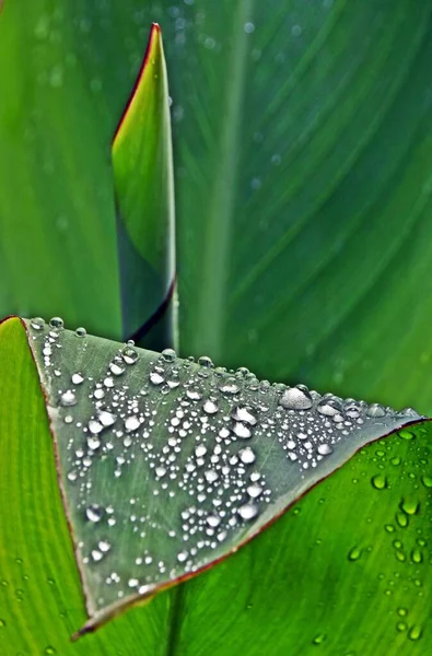 Close Rain Drops Canna Lily Leaf — Stock Photo, Image