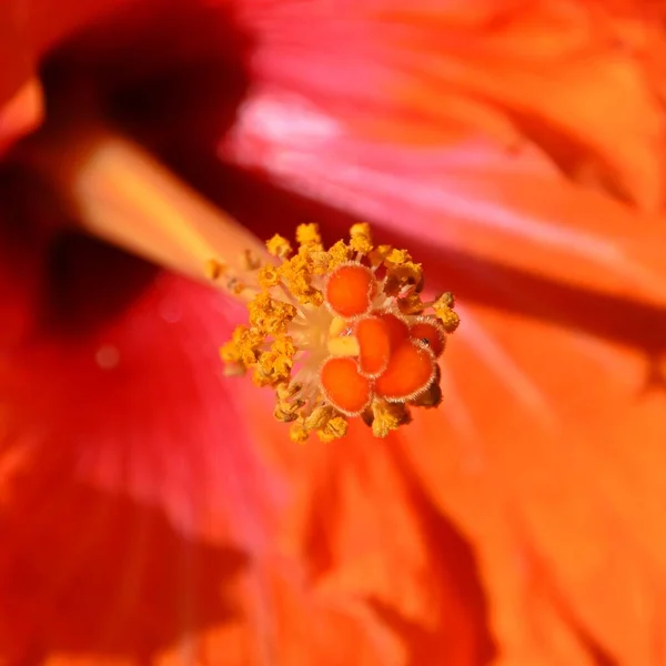 Nahaufnahme Einer Wunderschönen Orangen Hibiskusblüte — Stockfoto