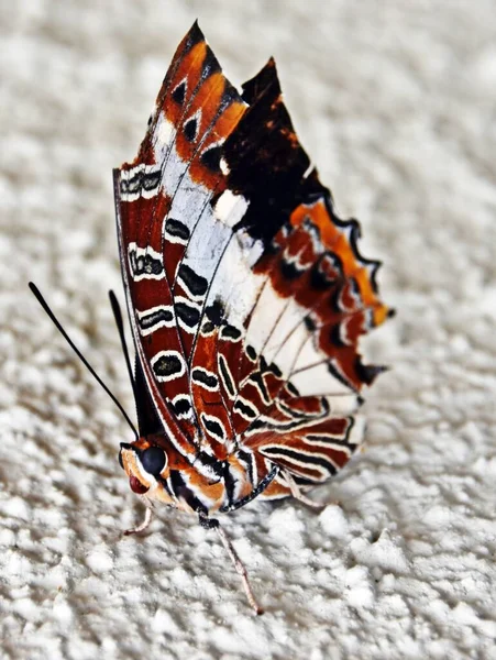 Закрыть Бабочку — стоковое фото
