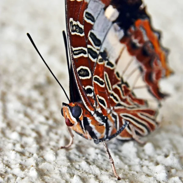Закрыть Бабочку — стоковое фото