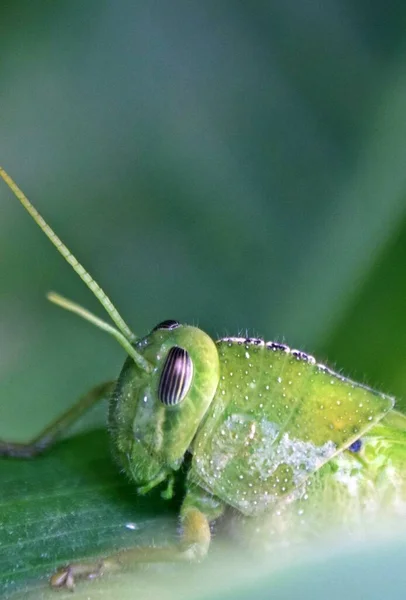 Close Big Grasshopper Garden — Stock Photo, Image
