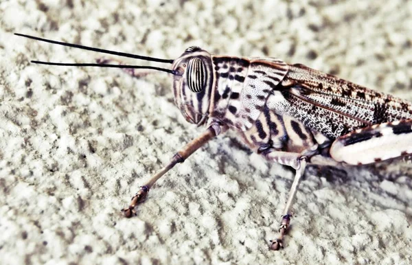 Dekat Dari Grasshopper Besar Taman — Stok Foto