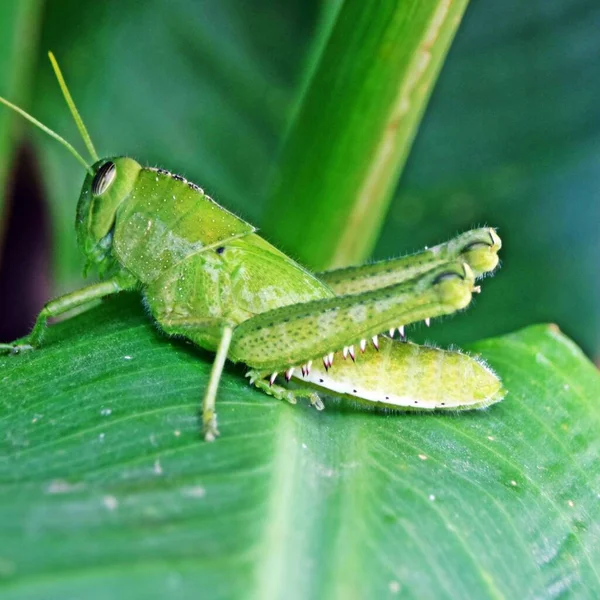 Dekat Dari Grasshopper Besar Taman — Stok Foto