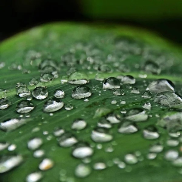 Close Rain Drops Canna Lily Leaf — 스톡 사진