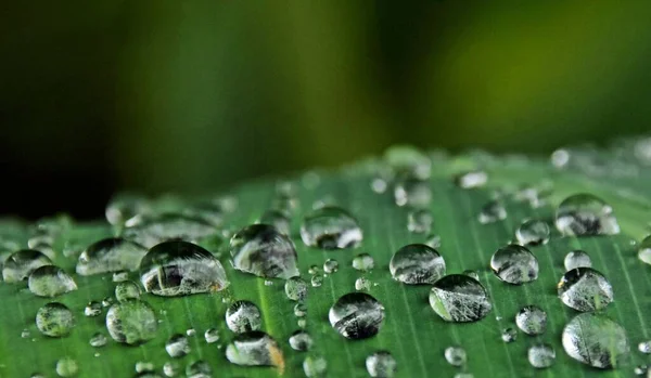 Close Rain Drops Canna Lily Leaf — Stockfoto