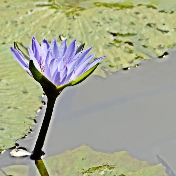 Close Beautiful Blue Water Lily Blossom — Stock Photo, Image