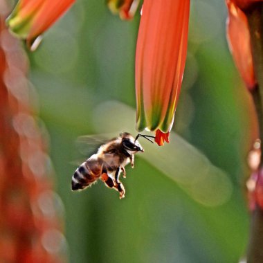 Bir arı ve turuncu bir aloe çiçeğine yakın dur.