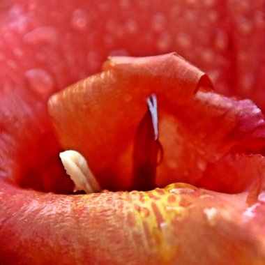 Yağmur damlalarıyla kırmızı bir teneke kutuya yaklaş Lily