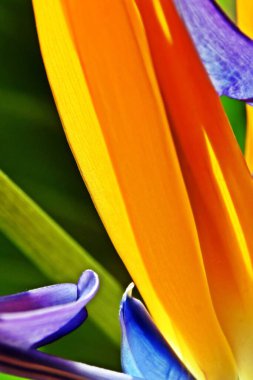 close up of a Bird of Paradis flower in sunlight