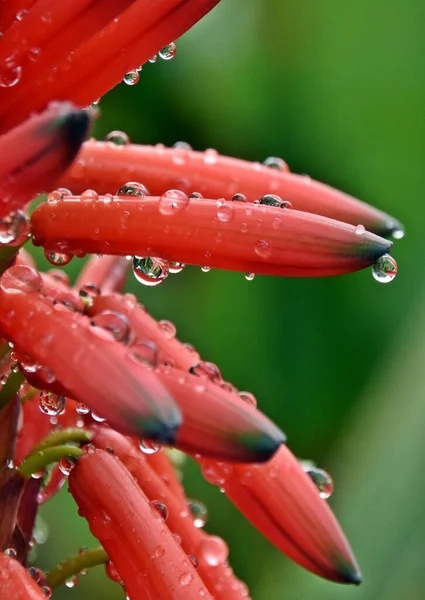 Close Orange Red Aloe Blossom Rain Drops — Foto Stock
