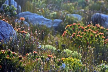 Kogelberg Doğa Koruma Alanı 'nda turuncu iğnelik Proteas ve fynbos manzarası