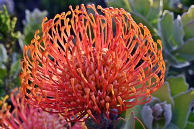 Kogelberg Doğa Koruma Alanı 'ndaki portakal iğneli proteinin yakın plan görüntüsü.