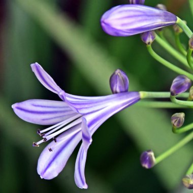 Close up of a blue Lily of the Nile blossom