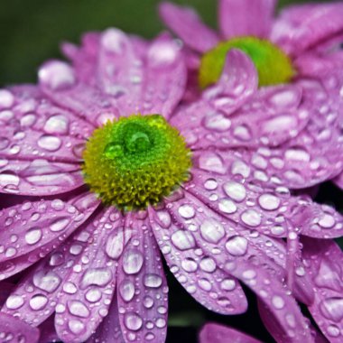 Pembe bir Aster çiçeğine yakın yağmur damlalarıyla