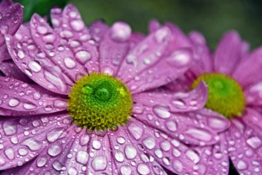 Pembe bir Aster çiçeğine yakın yağmur damlalarıyla