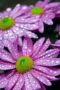 Pembe bir Aster çiçeğine yakın yağmur damlalarıyla