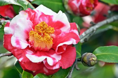 Japon Ağacı 'nın yakınındaki Şakayık Çiçeği