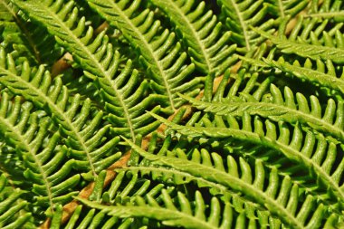 Close up of green Tree Fern leaves