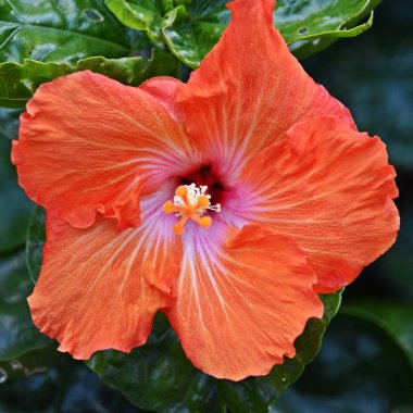 Güzel portakal ebegümeci çiçeği yakın çekim