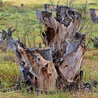 Close up of old cut off Eucalyptus tree stems on farmland clipart