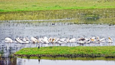 Landscape with a flock of Pelicans on a Farm Dam clipart