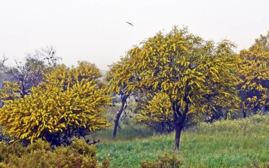 close up of yellow blooming mimosa trees clipart