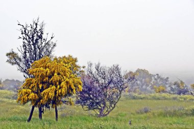 close up of yellow blooming mimosa trees clipart