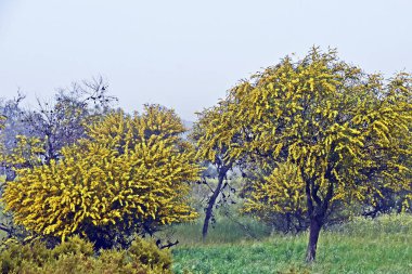 close up of yellow blooming mimosa trees clipart