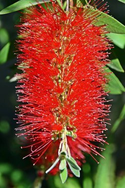 Kırmızı bottlebrush çiçek yakın çekim