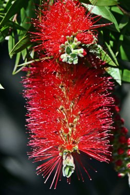 Kırmızı bottlebrush çiçek yakın çekim
