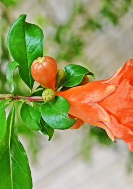 Kırmızı bir nar çiçeğinin yakınında.
