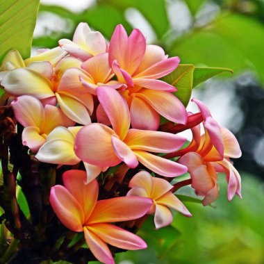 Close up of red Frangipani flowers