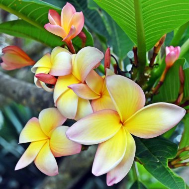 Kırmızı Frangipani çiçeklerini kapat