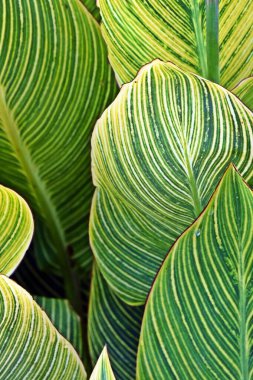 Bir Canna Lily yaprağının kapağını kapat