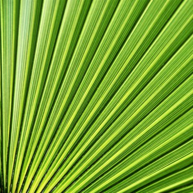 Bahçemdeki yeşil pervane şeklindeki palmiye yaprağını kapat.