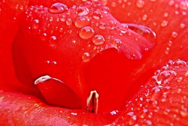 Close up of a red canna lily blossom with rain drops