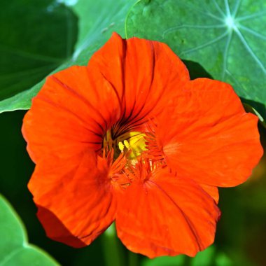 Bir portakal bahçesine yakın Nasturtium çiçeği