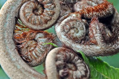 Bahçemdeki yeni ağaç eğreltiotu yapraklarını kapat.