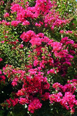 Pembe Bougainvillea güneş ışığında çiçek açar.
