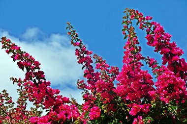 Pembe Bougainvillea güneş ışığında çiçek açar.
