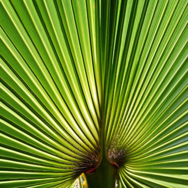 Bahçemdeki yeşil pervane şeklindeki palmiye yaprağını kapat.