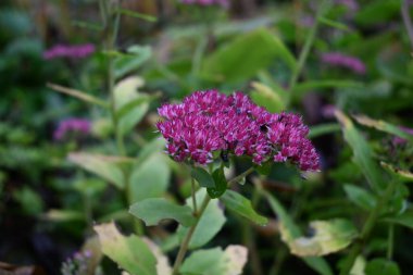 Bahçedeki bir çiçeğin güzel çiçekleri