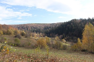 Ukrayna 'nın Lviv bölgesindeki Karpat Dağları' nın başında bir orman.
