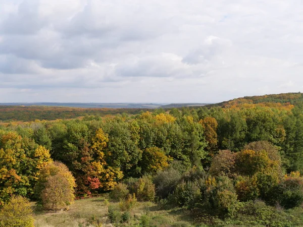 Las Początku Karpat Obwodzie Lwowskim Ukrainy — Zdjęcie stockowe
