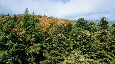 Sonbahar ağaçlarının hava görüntüleri.