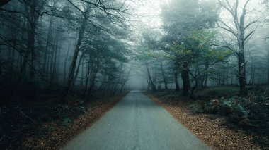 Sisin içinde ıssız bir dağ yolu.