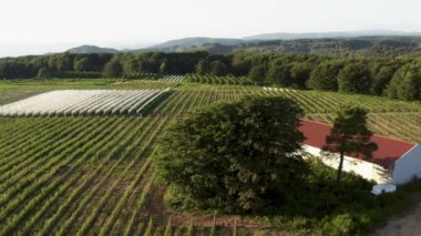 Aerial view of cultivation of vineyards